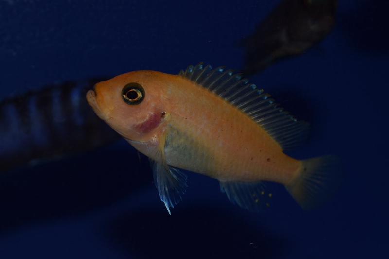 Maylandia estherae 'Narungu'